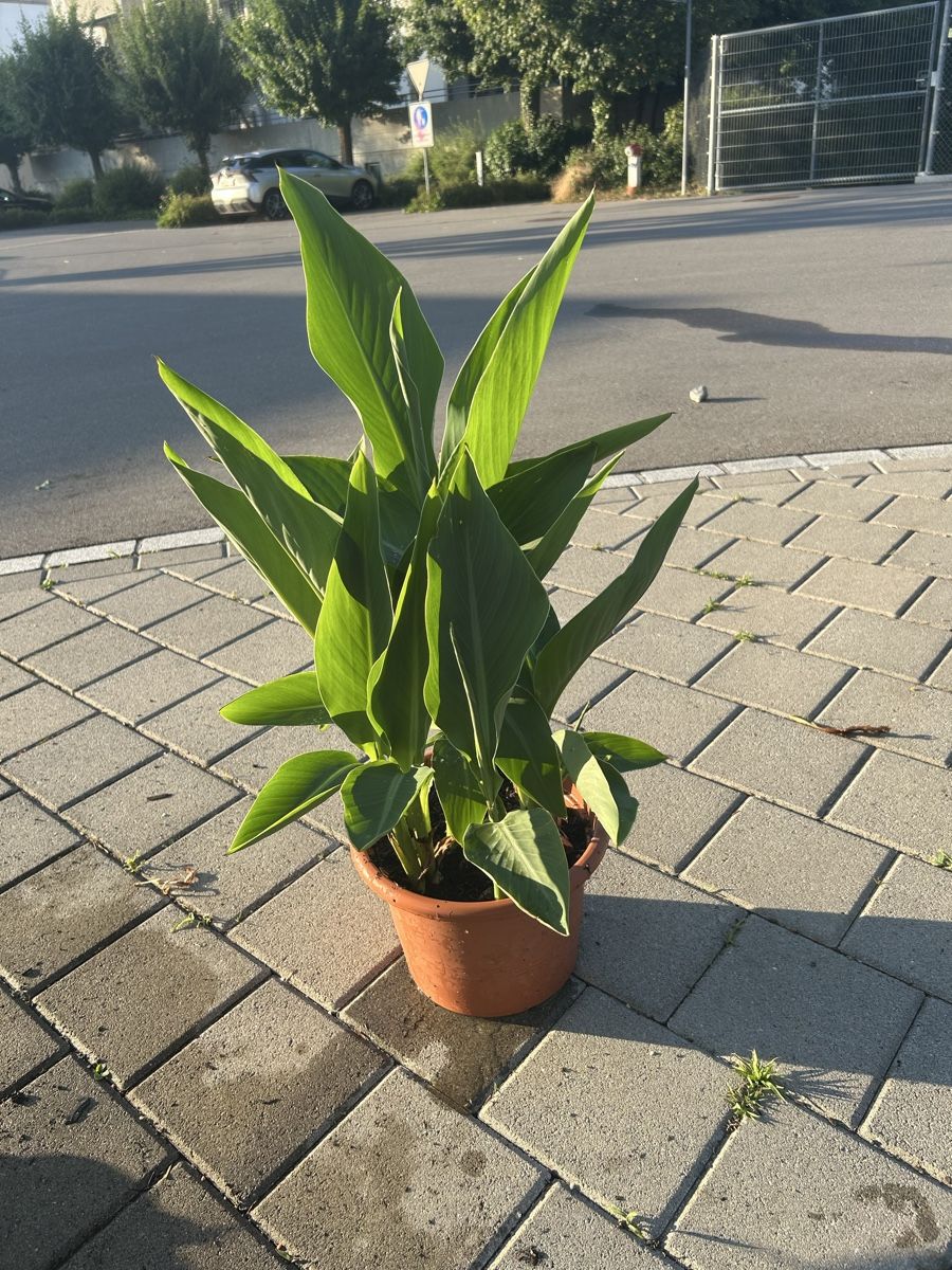 Pflanzen & Samen: Pflanze Canna  – Neu (gemäss Beschreibung) aus Frauenfeld von Irene.Schuppli 1