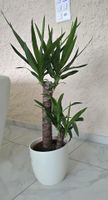 Yucca Palme Zimmerpflanze, Topf inklusive!