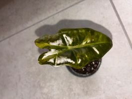 Alocasia Pseudo Sanderiana Aurea