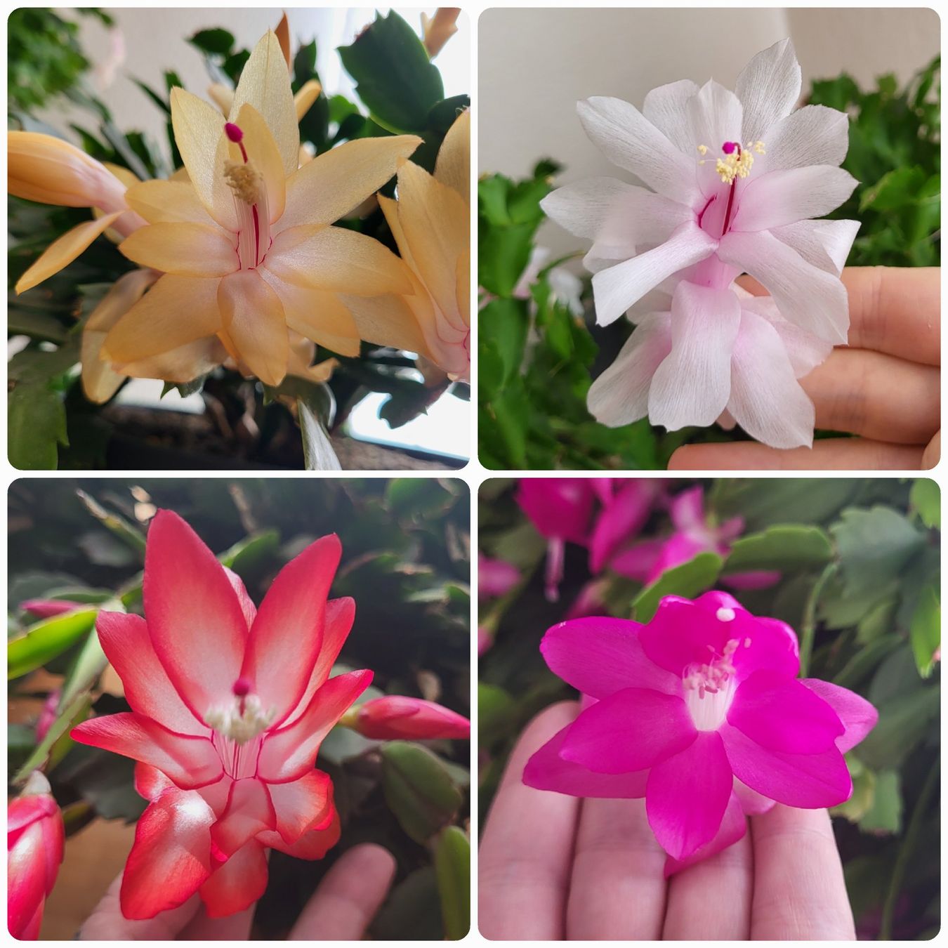 Piante & sementi: Boutures de cactus de Noël – Nuovo (secondo la descrizione) da Ursy venduto da Tchoupitchou 4