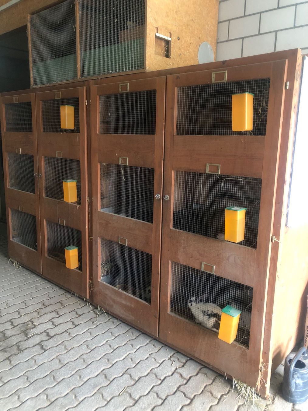 Cages, transport & sécurité: Kaninchenstall – D'occasion à Buchs LU par Diarella 1