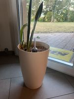Bogenhanf in weissem Topf 30 cm Durchmesser 40 cm hoch