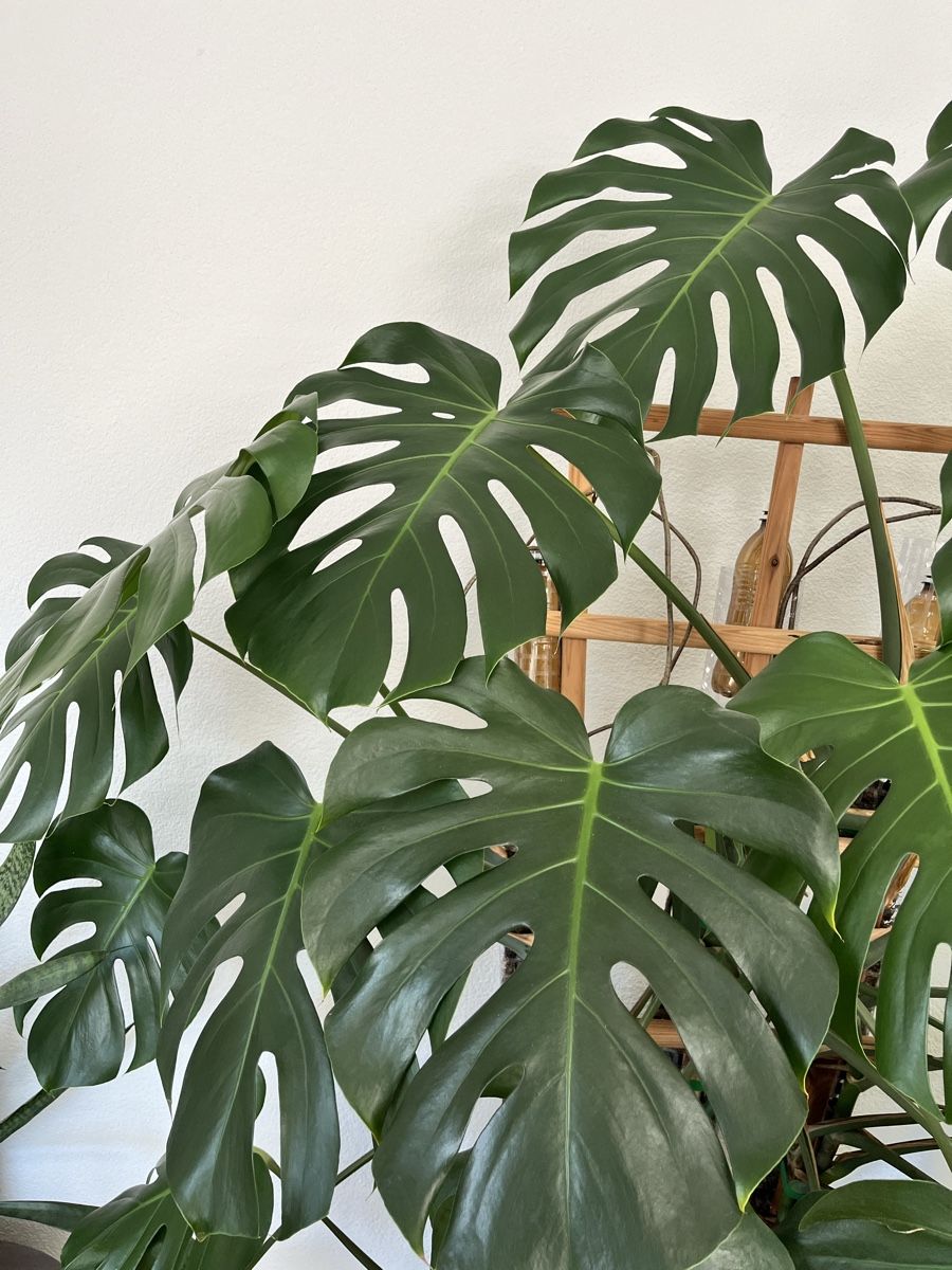 Pflanzen & Samen: XXL Monstera deliciosa – Gebraucht aus St. Gallen von ste_k7tp 2