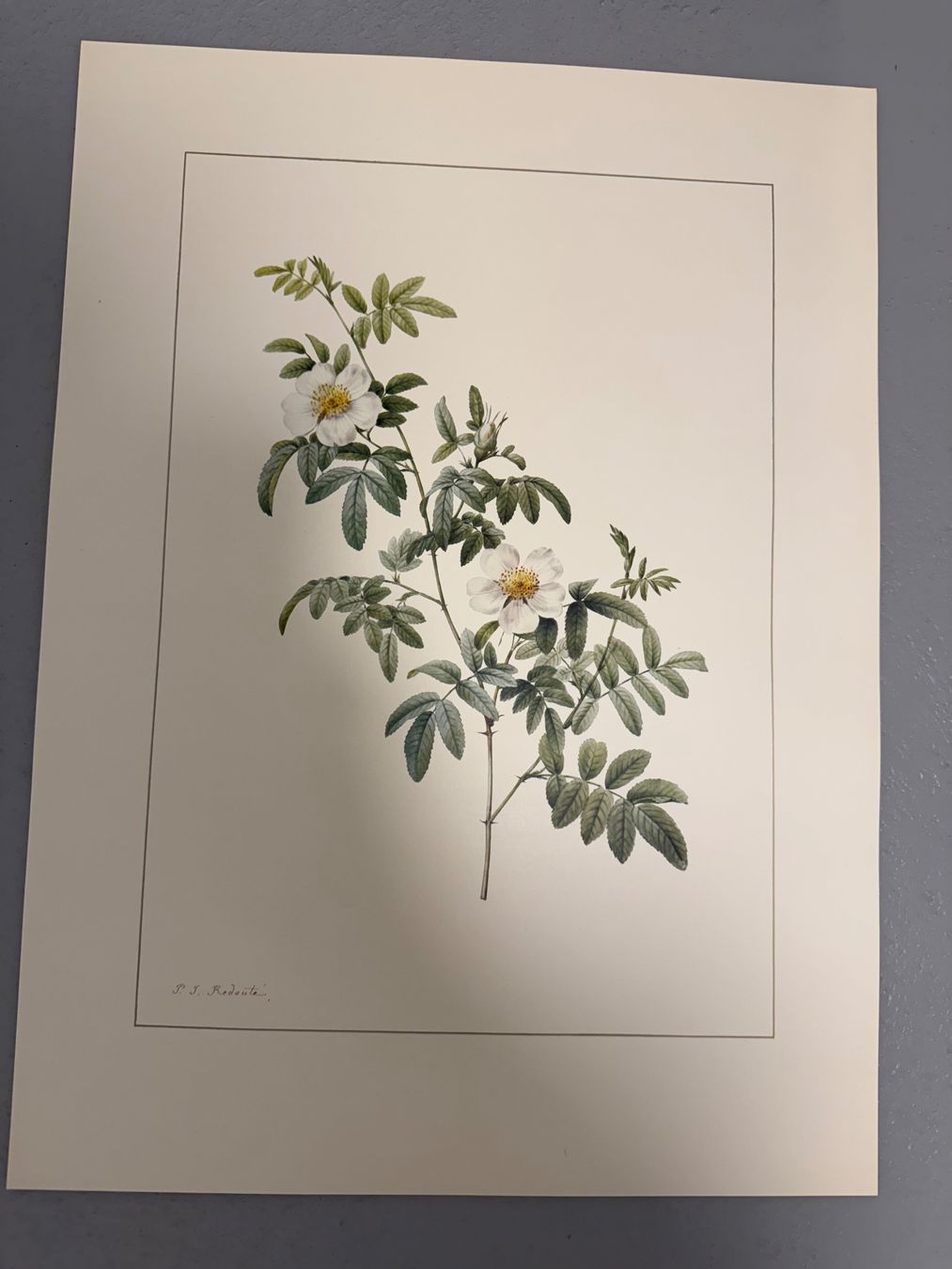 Grafica & Litografie: Pierre Joseph Redouté – Usato da Dielsdorf venduto da BGiezendanner 4
