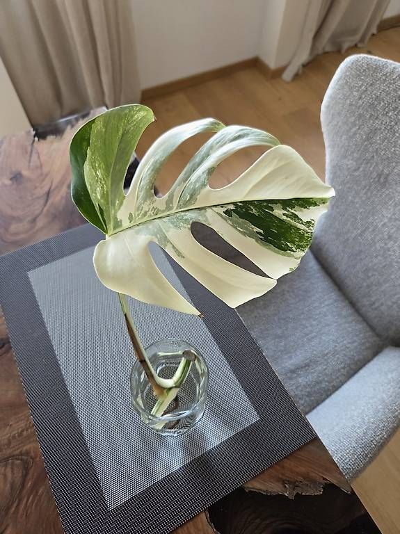Piante & sementi: Monstera Deliciosa Variegata – Usato da Jona venduto da pau_g7rc