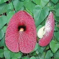 ARISTOLOCHIA GIGANTEA ! TRES RARE ! 15g