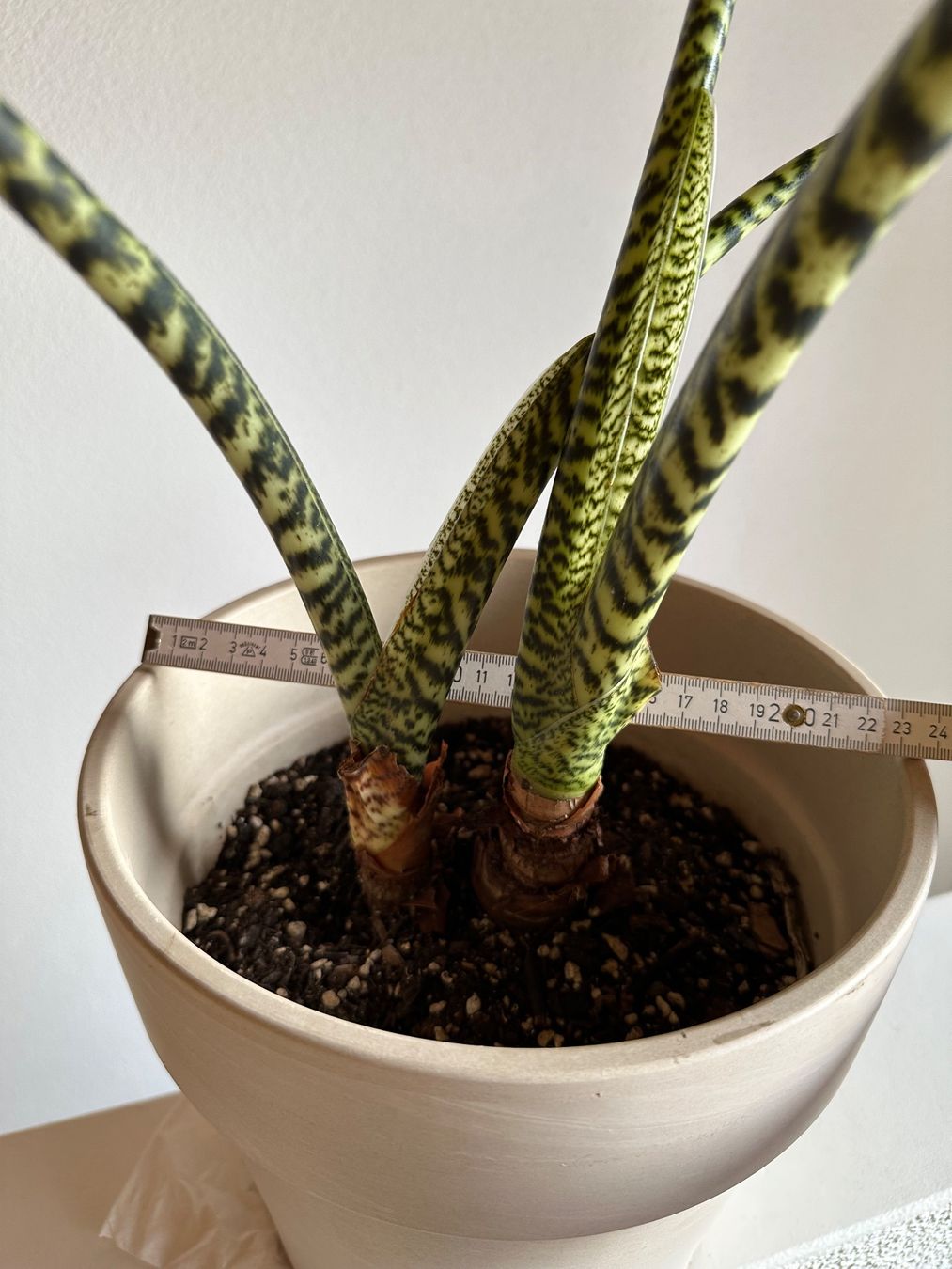 how to make a bonsai plant Bonsai