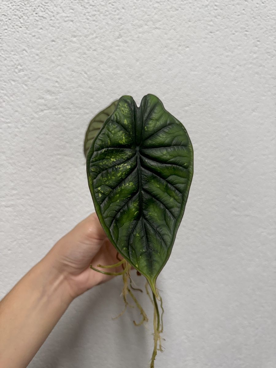 Pflanzen & Samen: 🌱 Alocasia dragon scale mint – Gebraucht aus Niederbuchsiten von GreenGems 2