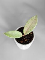 Hoya Pubicalyx Pink Silver Ghost