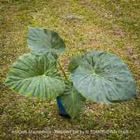 Alocasia Macrorrhiza - "Elephant Ear" - 100% Bio-Pflanze