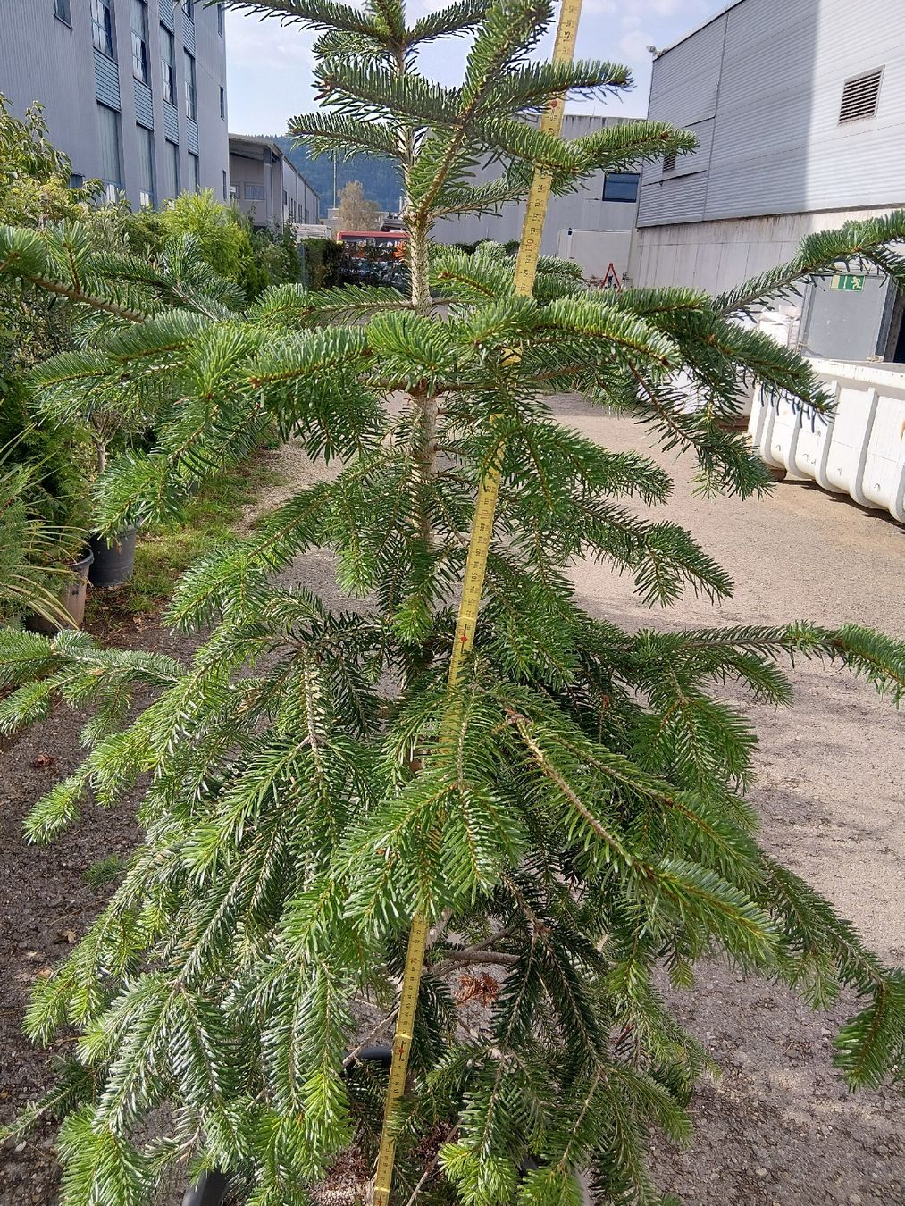 Pflanzen & Samen: Weistanne  – Gebraucht aus Buchs ZH von Fabian8107 2
