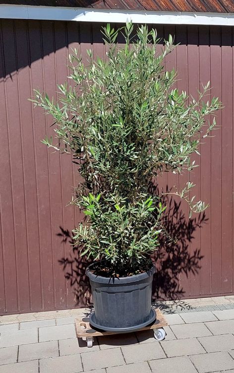 Schöner Olivenbaum Busch | Kaufen auf Ricardo