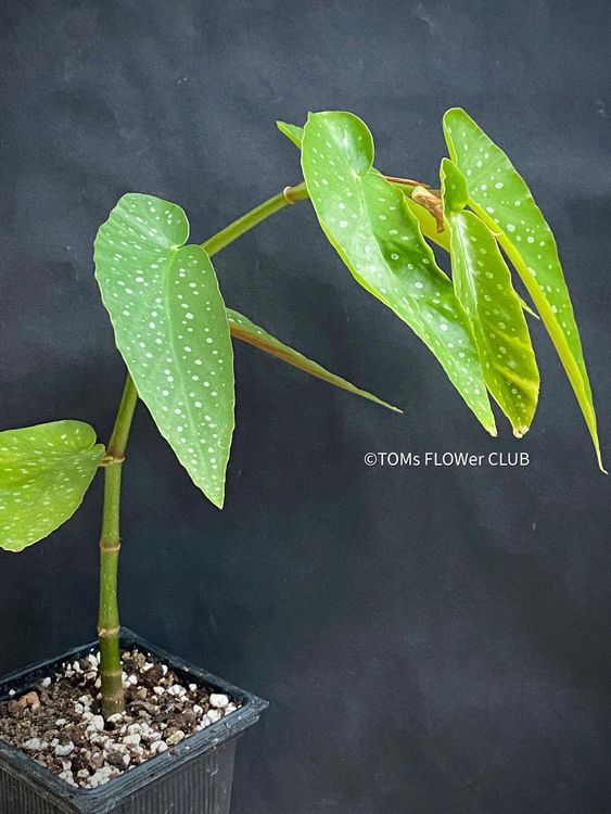Begonia maculata tamaya | Comprare su Ricardo