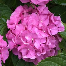 Profile image of Hortensia03