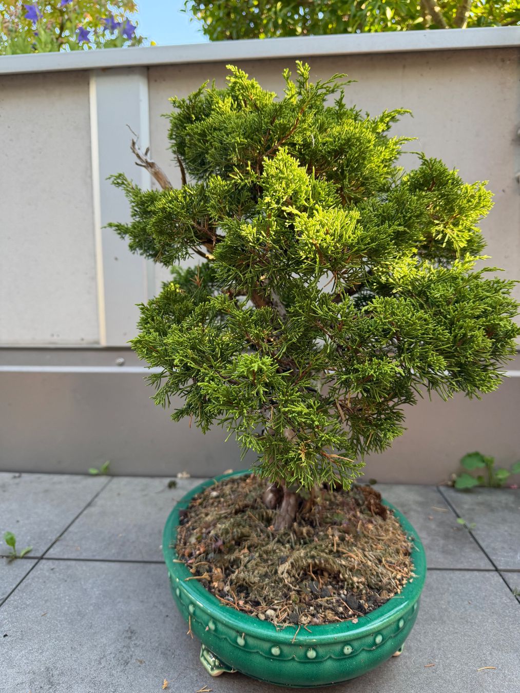 Pflanzen & Samen: Bonsai Chinesischer Wacholder – Gebraucht aus Ennetbaden von miboo 3
