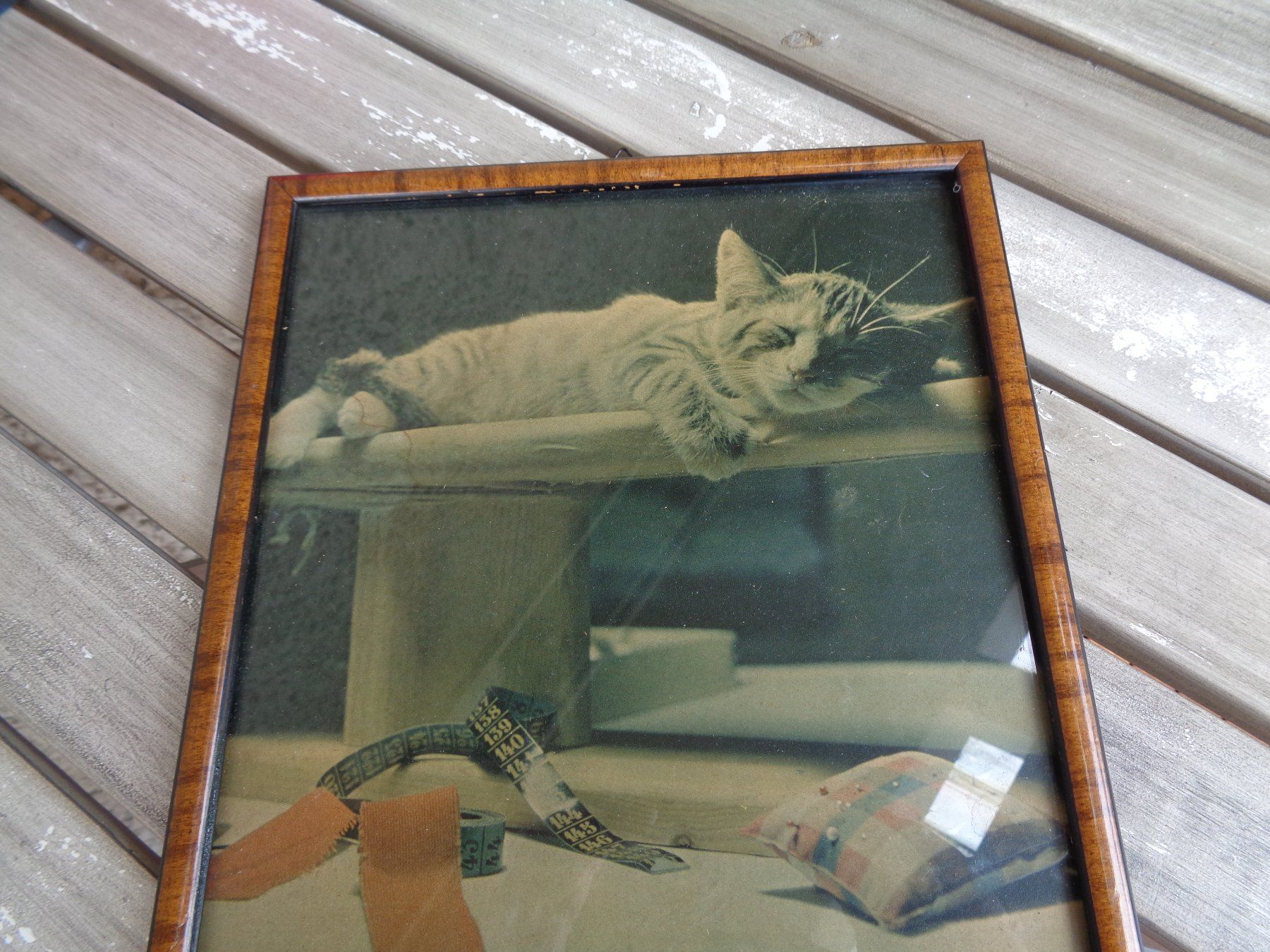 Foto & Immagini: Katzenbild antik – Usato da Hägglingen venduto da Orysen 1