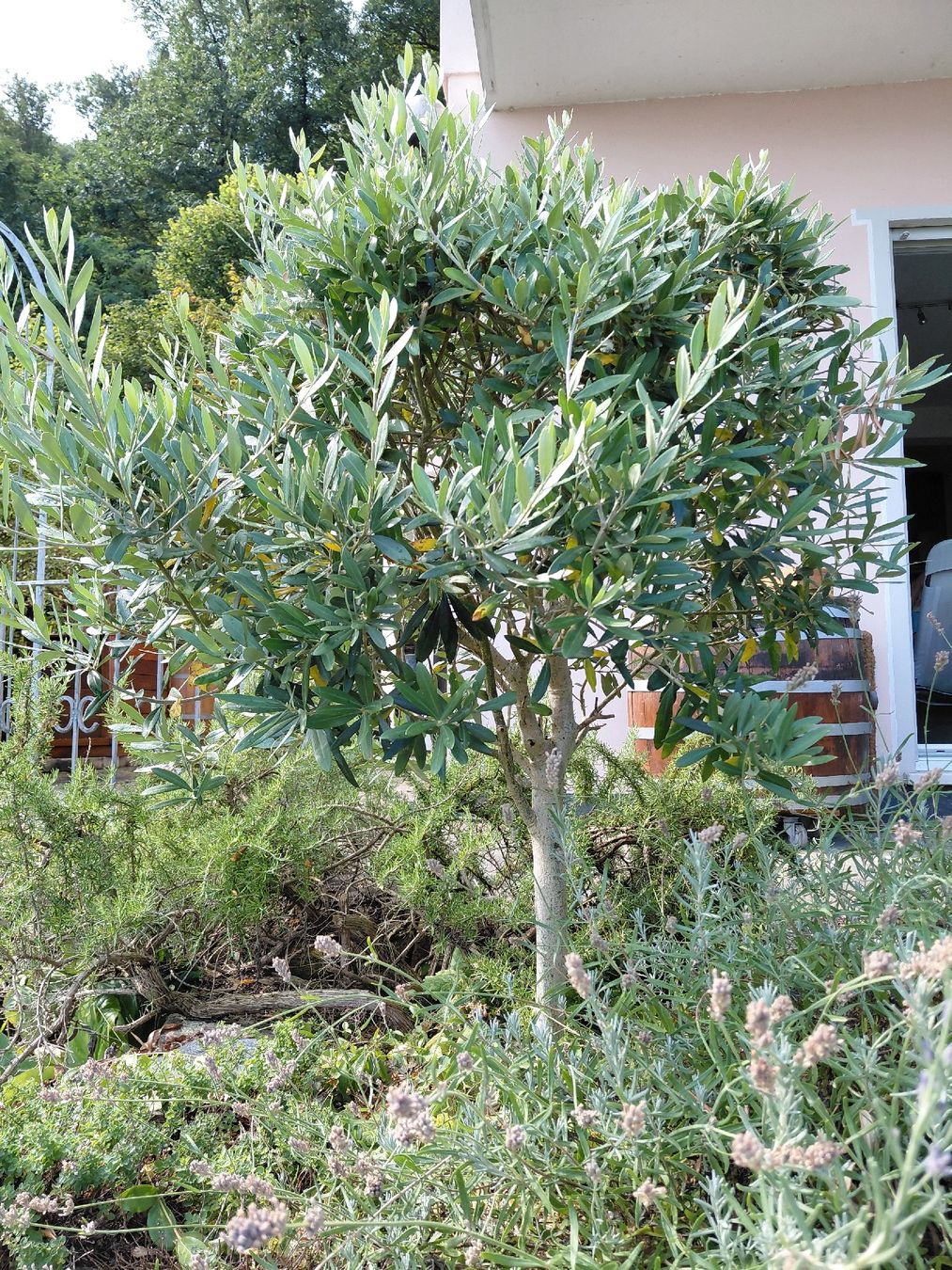 Plantes & graines: Olivenbaum – D'occasion à Effretikon par willy_58 2