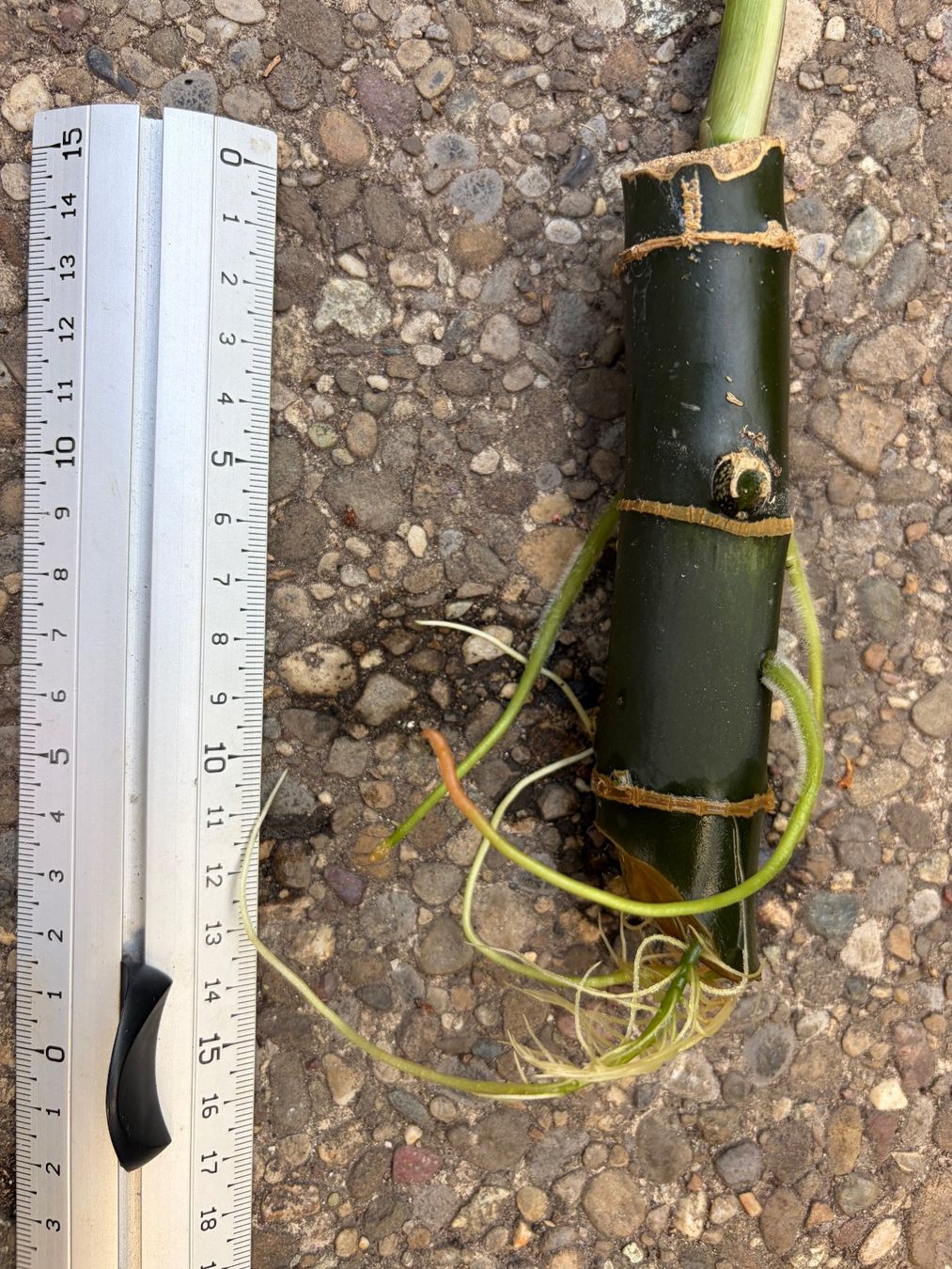 Pflanzen & Samen: Dieffenbachia reflector, bewurzelter Stammsteckling – Neu (gemäss Beschreibung) aus Winterthur von Aniger 2