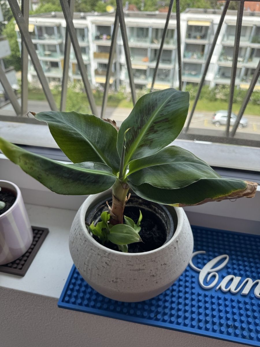 Piante & sementi: Bananenpalme exkl. Topf – Usato da Kloten venduto da Tanjaselina