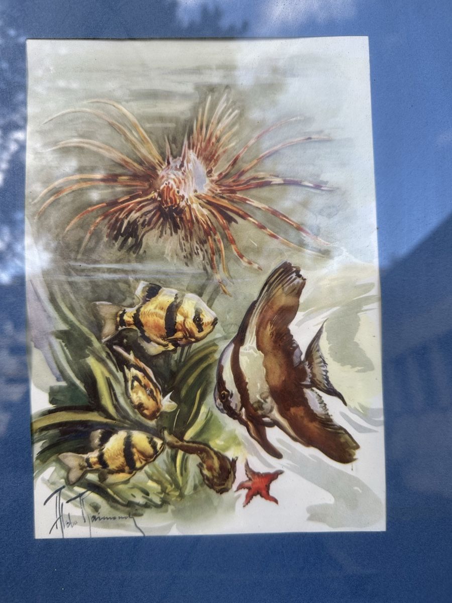 Dipinti: 2 Aquarelles poissons signées . – Usato da Lausanne venduto da artnouveau04 2