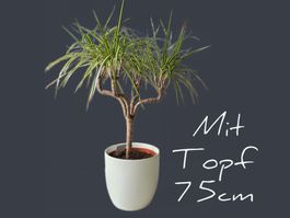 Wunderschöner Drachenbaum „Sunray“ (Dracaena)  Unikat