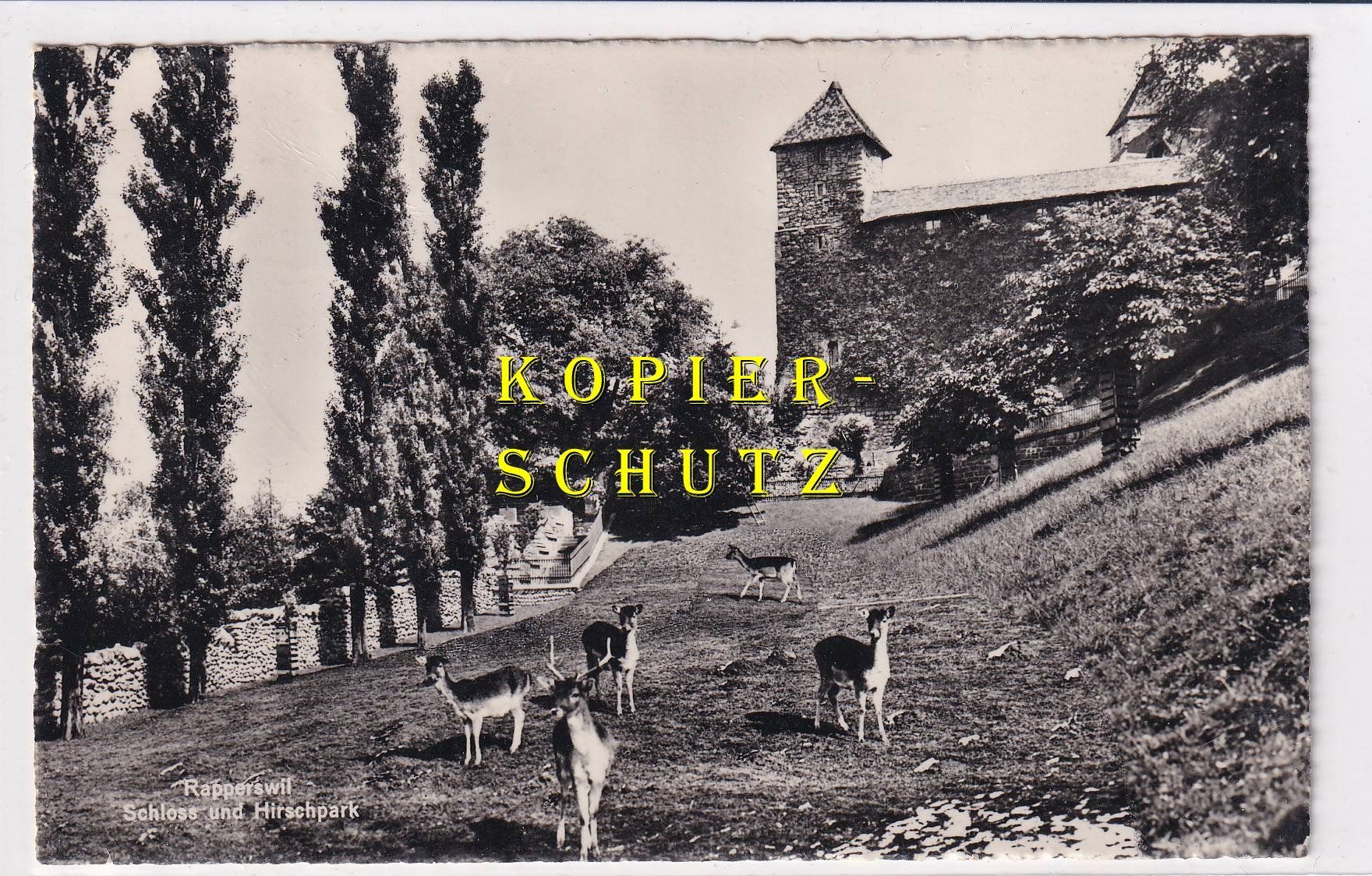Ansichtskarten: Rapperswil - Schloss u. Hirschpark /bi – Gebraucht aus Hombrechtikon von Rudolf07
