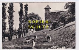 Rapperswil - Schloss u. Hirschpark /bi