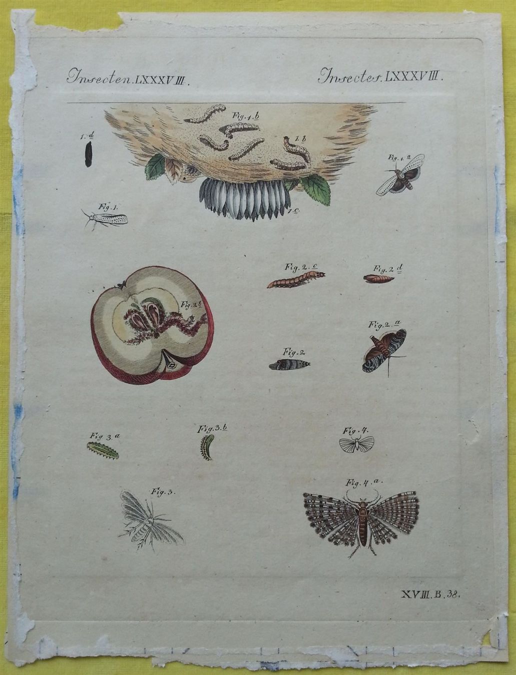 Incisioni: Kupferstich 2x Schädlinge, J. Schmuzer, um 1790 – Usato da Oberriet SG venduto da ganesh435 6