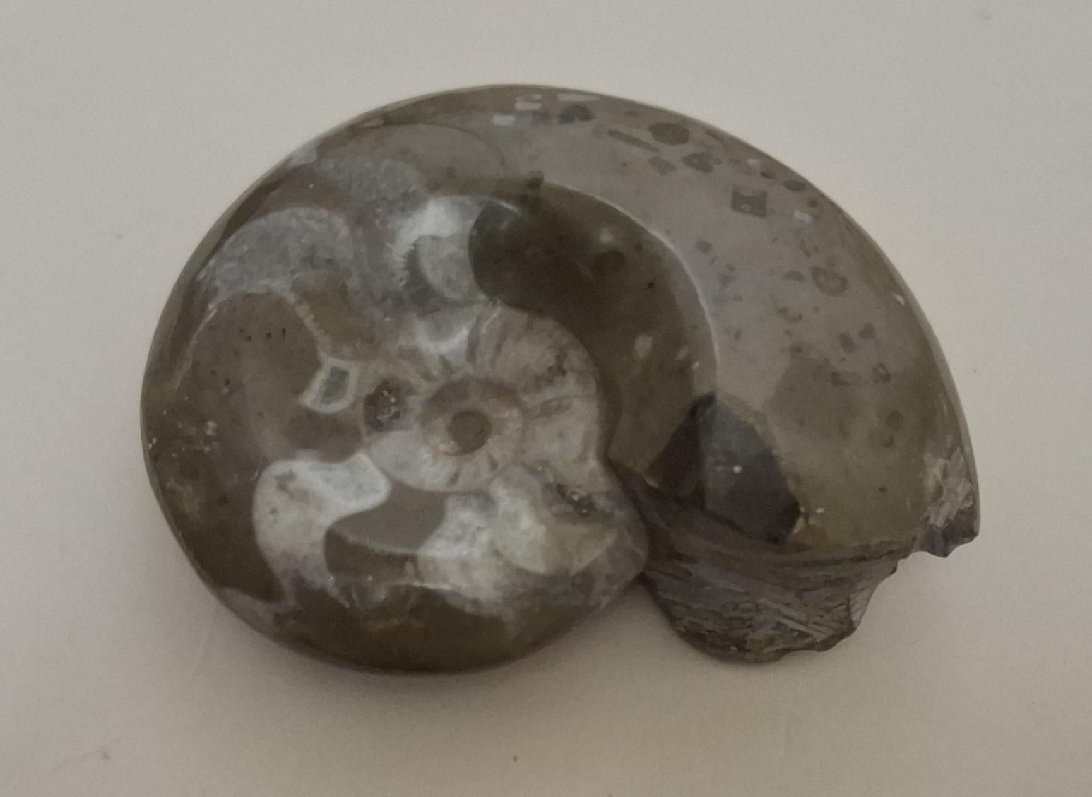 Fossiles: Fossil Ammonit – D'occasion à Uerikon par Kri0