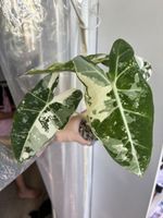 Alocasia Frydek Albo Variegata (2-10)