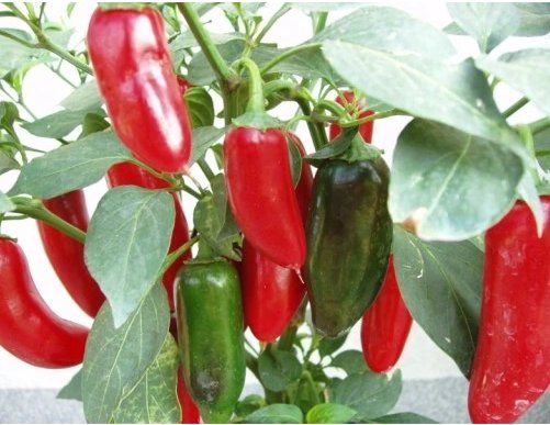 Piante & sementi: Jalapeno Ruben CHILI / 5 Samen – Nuovo (secondo la descrizione) da Hinteregg venduto da ERFOLG78 6