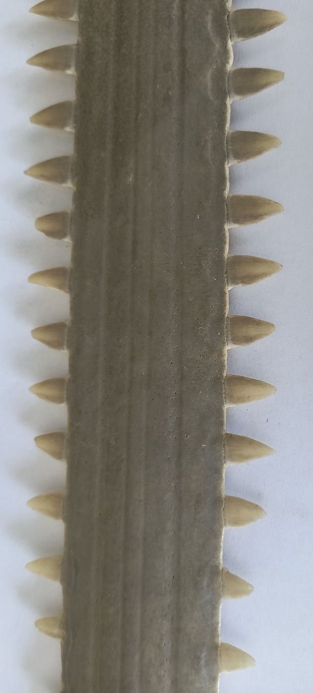 Fossili: Schwertfisch Antik Rochen mit Zähnen – Nuovo (secondo la descrizione) da Laufen venduto da Rimita 2