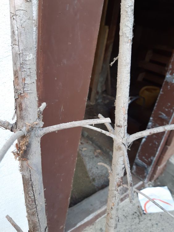Bohnenstangen aus Holz ca. 2.30m Kaufen auf Ricardo