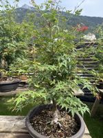 Acer Palmatum Katsuro - Bonsai