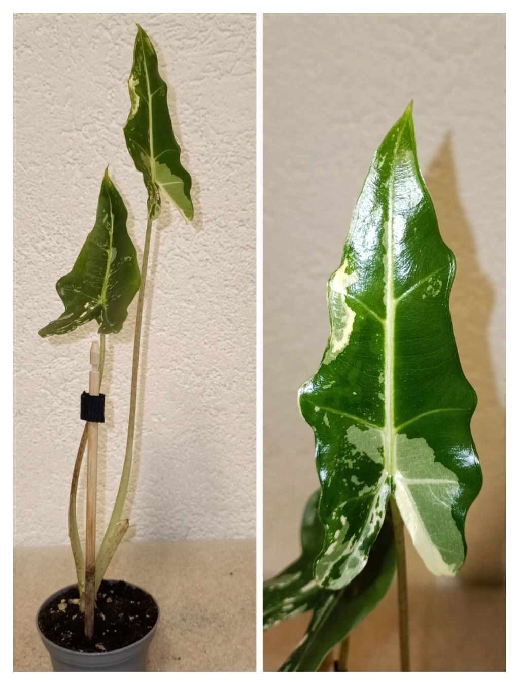 Alocasia Sarian Variegata (Neu (gemss Beschreibung)) in schftland fr CHF  150  mit Lieferung auf Ricardo kaufen