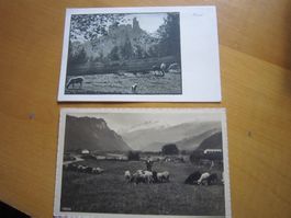 No1 schöne antike Postkarten Schaafe