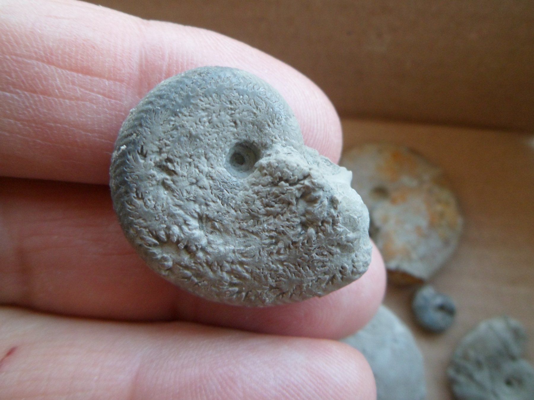 Fossiles: Fossilien Schweiz – D'occasion à Affoltern am Albis par Fossil60 6
