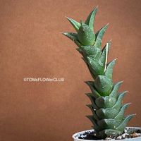 Haworthia Viscosa - was für eine Symmetrie