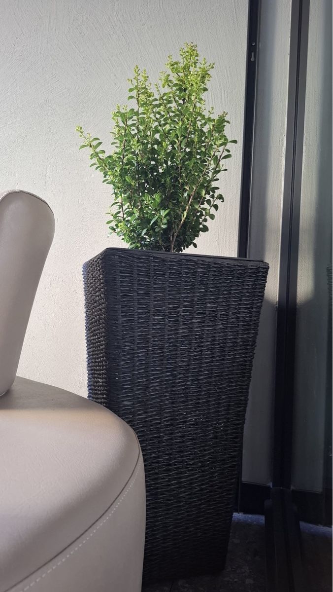 Vasi per fiori: Robustico-Pflanze inklusive modernem Blumentopf – Nuovo (secondo la descrizione) da Sursee venduto da aur_75qq 1