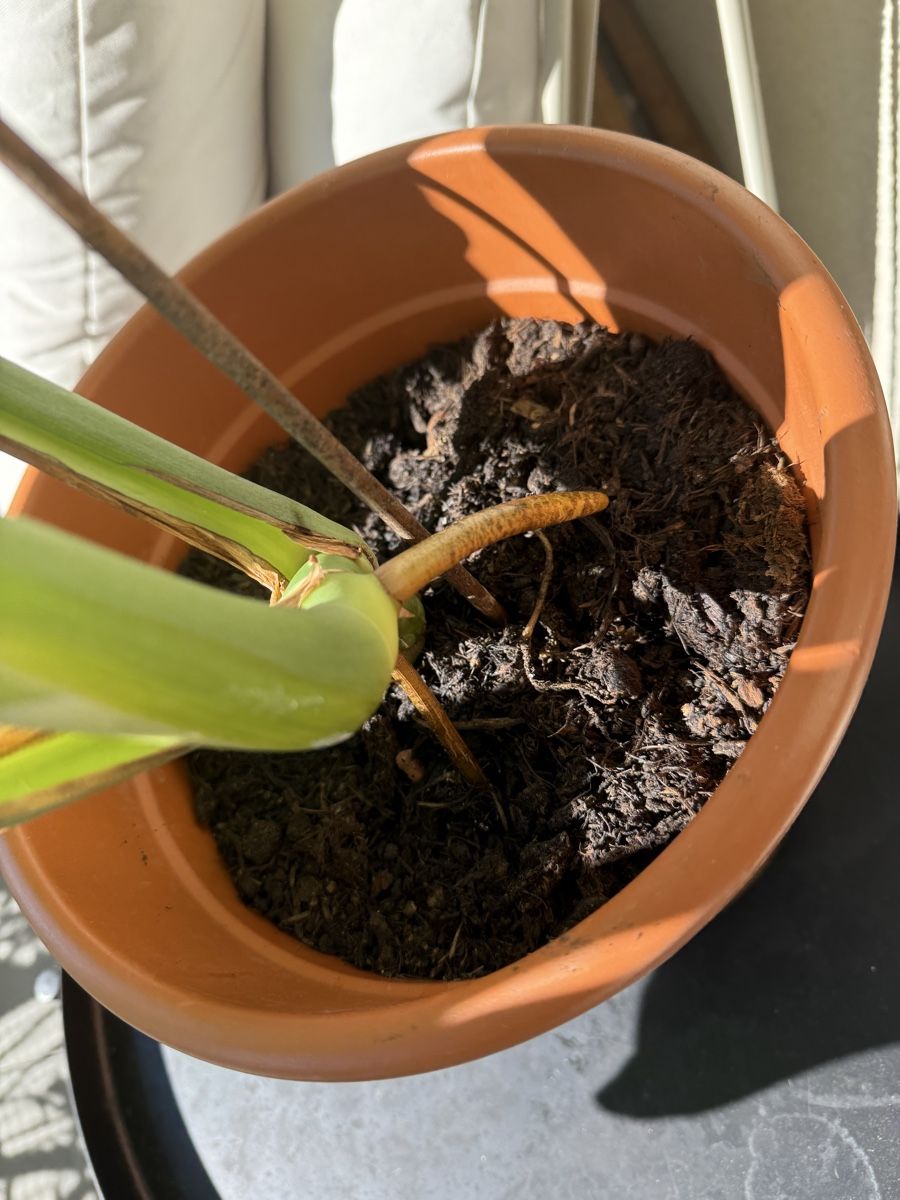 Piante & sementi: Monstera Pflanze Ableger gebraucht – Usato da Menziken venduto da Fluriology 3