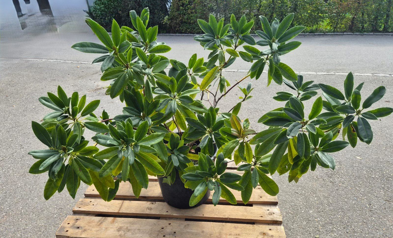 Piante & sementi: Rhododendron Hybride 'Cunningham's White' – Usato da Forch venduto da WeberC