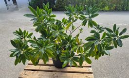 Rhododendron Hybride 'Cunningham's White'