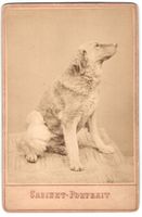 Fotografie Hund sitzt brav im Atelier un