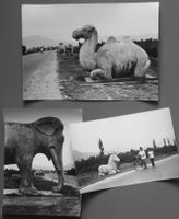 Erh. Hürsch: 3 Fotos um 1975, Peking - Weg zu Ming-Gräbern