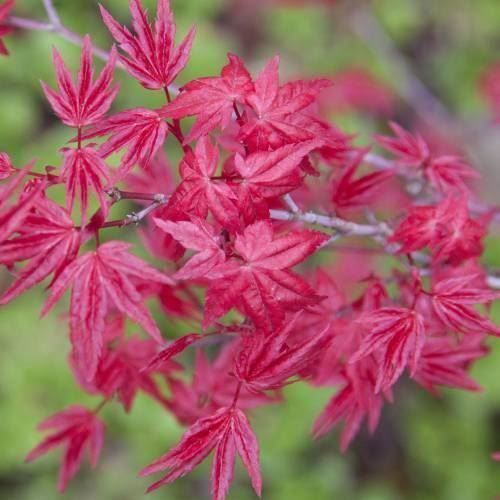 Pflanzen & Samen: Acer palmatum 'Deshojo' 15-20cm – Neu (gemäss Beschreibung) aus Bremblens von FIBONACCI369 1