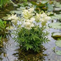 Grosses Mädesüss - Filipendula ulmaria - 0,2 g Samen