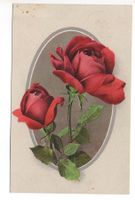 BLUMEM ROSEN