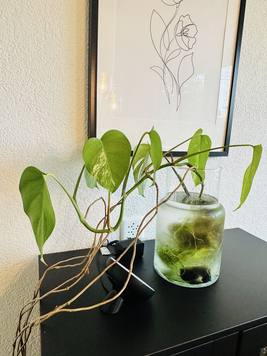 Piante & sementi: Monstera variegata – Usato da Worblaufen venduto da mar_tfk8