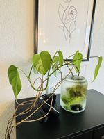 Monstera variegata