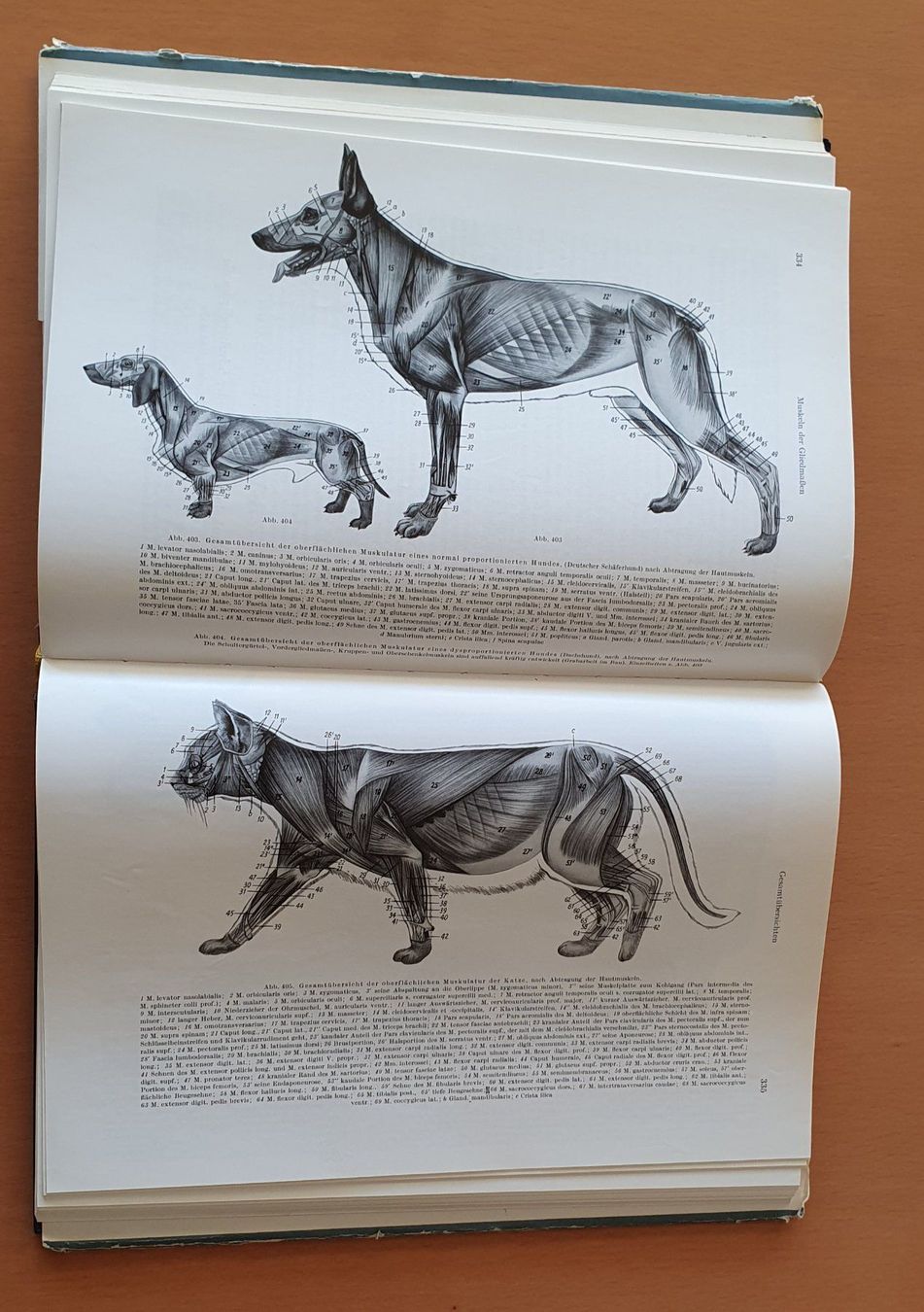 Libri: Lehrbuch der Anatomie der Haustiere usw. – Usato da Kreuzlingen venduto da Rschweiz1 4